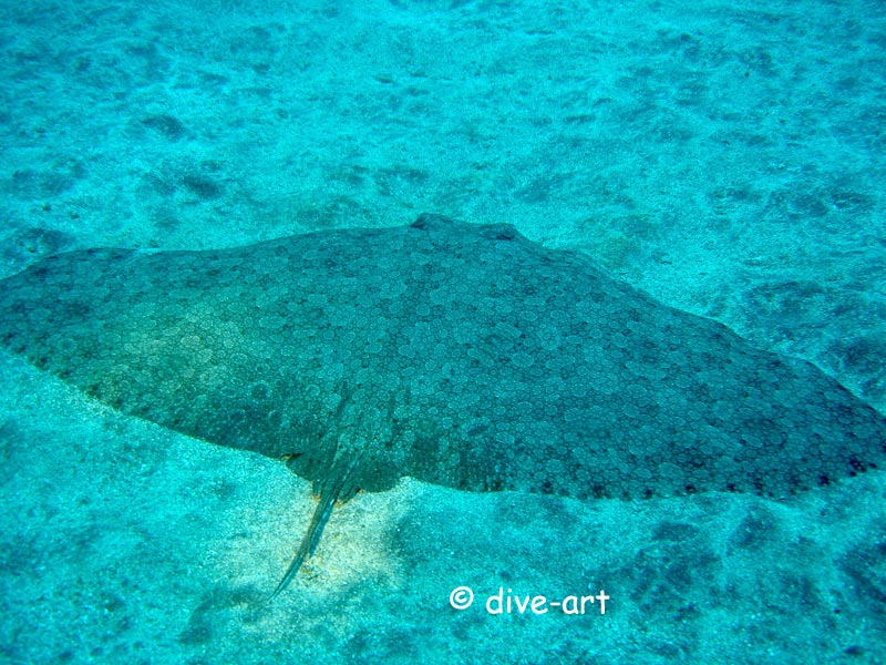 Schmetterlingsrochen