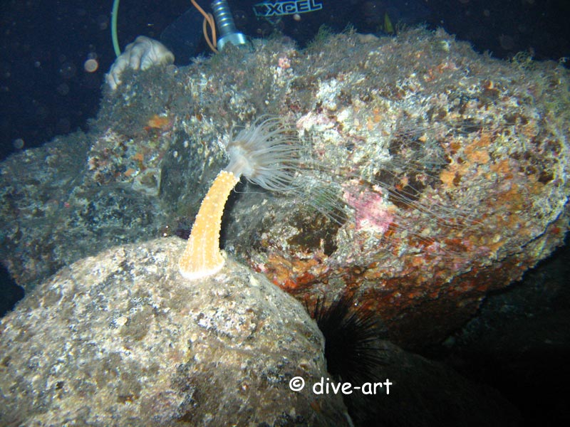Alicia Mirabilis - Wunderanemone