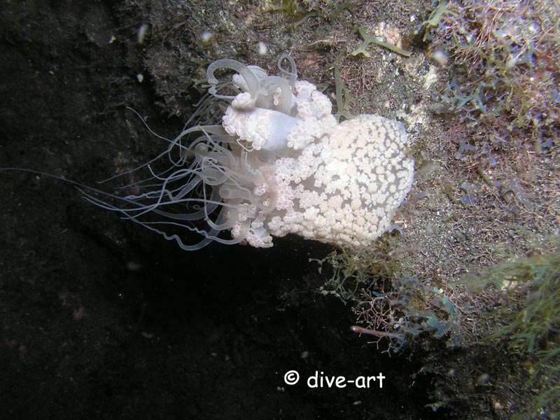 Alicia Mirabilis - Wunderanemone
