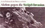 Aktion gegen die Seeigel-Invasion