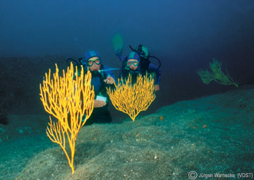 Taucher vor Korallen